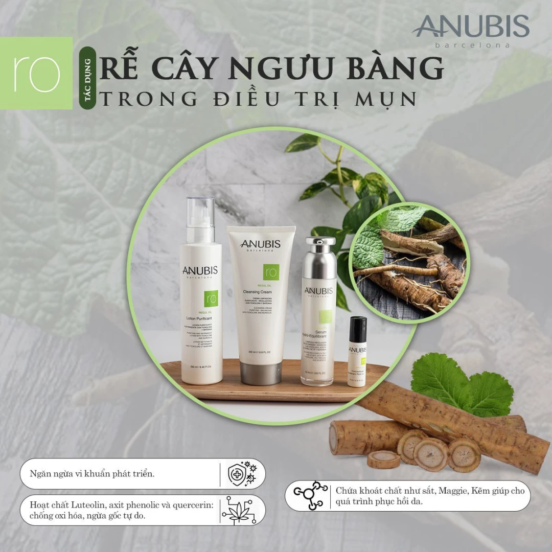 Ứng dụng cây Ngưu Bàng trong điều trị mụn trứng cá